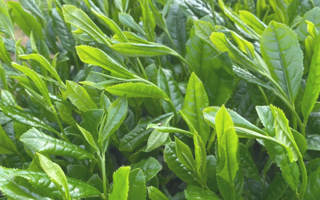 Catéchines dans le thé vert : nature et propriétés